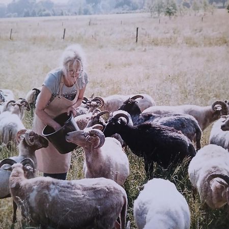 Pipowagen Elsebein Groningen Westerwolde Unieke Ligging Met Eigen Tuin En Vrij Uitzicht Over Veld Naar Natuurgebied Onstwedde ภายนอก รูปภาพ