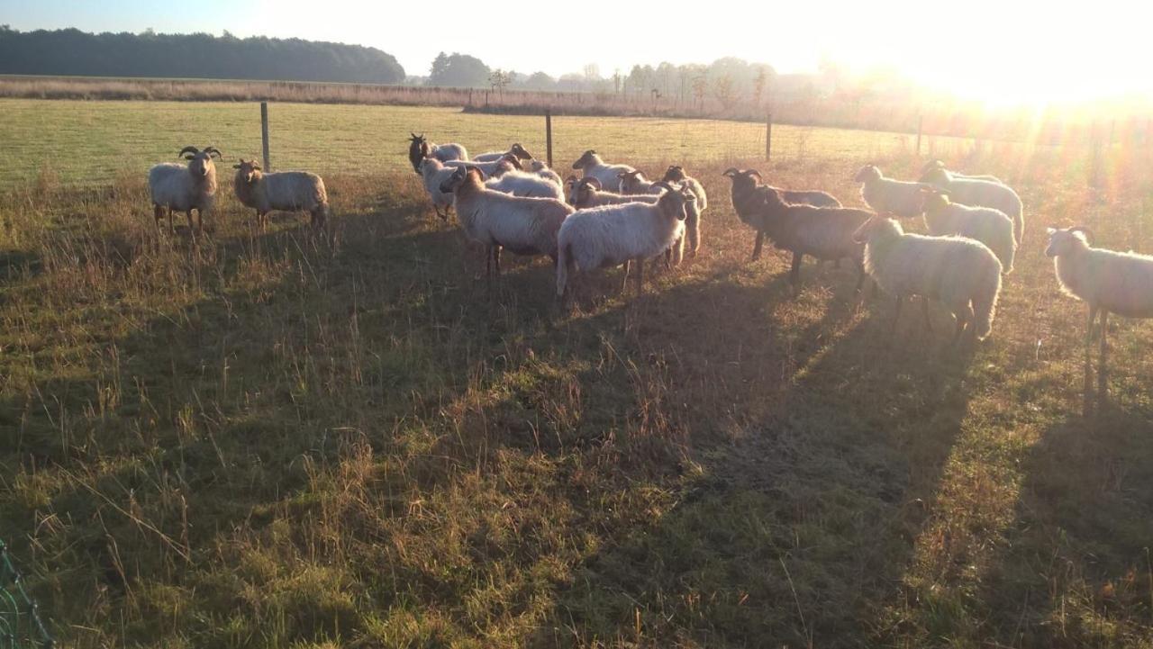 Pipowagen Elsebein Groningen Westerwolde Unieke Ligging Met Eigen Tuin En Vrij Uitzicht Over Veld Naar Natuurgebied Onstwedde ภายนอก รูปภาพ